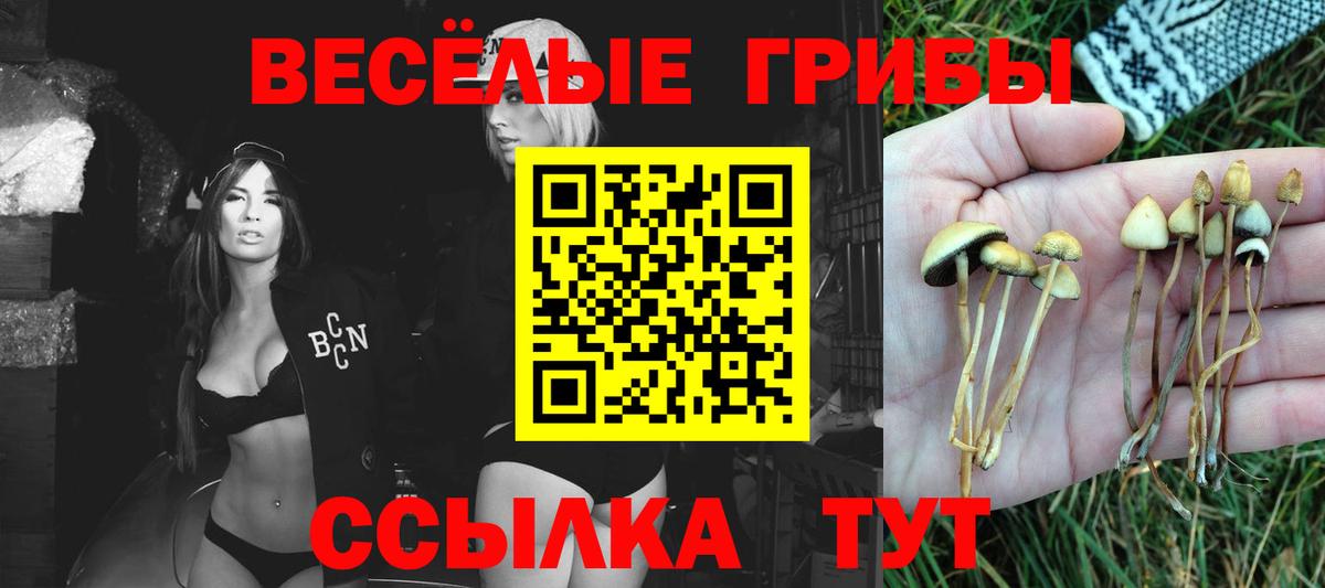 Галлюциногенные грибы Cubensis Губаха